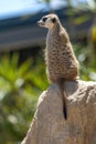 Meerkat (Suricata suricatta) perching on a rock