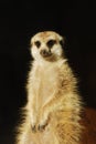 Meerkat (Suricata suricatta) portrait isolated