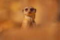 Meerkat, Suricata suricatta, portrait in sand, Namibia. Beautiful animal in the nature habitat. Wildlife scene from nature, funny Royalty Free Stock Photo