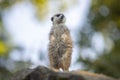 The meerkat (Suricata suricatta), portrait of suricate