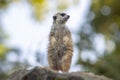 The meerkat (Suricata suricatta), portrait of suricate