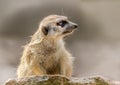 Meerkat suricata suricatta from profile Royalty Free Stock Photo