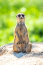 Meerkat, Suricata suricatta, sitting on the rock