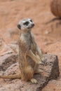 Meerkat Suricata suricatta sitting watchfull