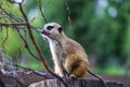 Meerkat, Suricata suricatta sitting on a stone. Royalty Free Stock Photo