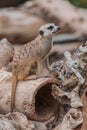 Meerkat Suricata suricatta sitting watchfull