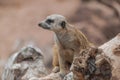 Meerkat Suricata suricatta sitting watchfull