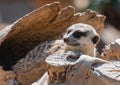 Meerkat Suricata suricatta sitting watchfull