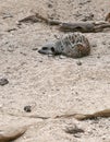Meerkat Suricata suricatta sleeping