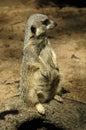 Meerkat (Suricata suricatta) Royalty Free Stock Photo