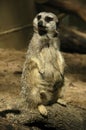 Meerkat (Suricata suricatta) Royalty Free Stock Photo