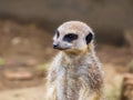 Meerkat in close-up. Suricata suricatta.