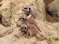 Mother meerkat with her two babies. Suricata suricatta.