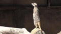Meerkat (Suricata suricatta) standing alert