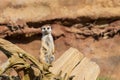 Meerkat - Suricata suricatta standing on a stone guarding the surroundings in sunny weather. Photo has nice bokeh