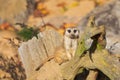 Meerkat - Suricata suricatta standing on a stone guarding the surroundings in sunny weather. Photo has nice bokeh Royalty Free Stock Photo