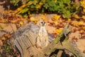 Meerkat - Suricata suricatta standing on a stone guarding the surroundings in sunny weather. Photo has nice bokeh Royalty Free Stock Photo