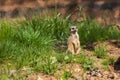 Meerkat - Suricata suricatta standing on a stone guarding the surroundings in sunny weather. Photo has nice bokeh