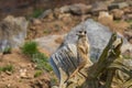 Meerkat - Suricata suricatta standing on a stone guarding the surroundings in sunny weather. Photo has nice bokeh