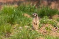 Meerkat - Suricata suricatta standing on a stone guarding the surroundings in sunny weather. Photo has nice bokeh