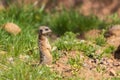 Meerkat - Suricata suricatta standing on a stone guarding the surroundings in sunny weather. Photo has nice bokeh