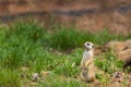 Meerkat - Suricata suricatta standing on a stone guarding the surroundings in sunny weather. Photo has nice bokeh