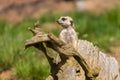 Meerkat - Suricata suricatta standing on a stone guarding the surroundings in sunny weather. Photo has nice bokeh