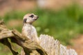 Meerkat - Suricata suricatta standing on a stone guarding the surroundings in sunny weather. Photo has nice bokeh