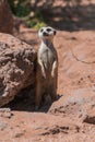 Meerkat, Suricata suricatta, standing watchfull