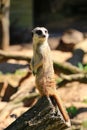 Meerkat (Suricata suricatta) standing watchfully on a log Royalty Free Stock Photo