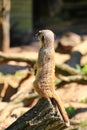 Meerkat (Suricata suricatta) standing watchfully on a log Royalty Free Stock Photo