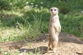 Meerkat, natural behavior, watching for enemies