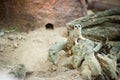 Meerkat - Suricata suricatta on stone guards his territory.