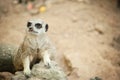 Meerkat - Suricata suricatta on stone guards his territory.