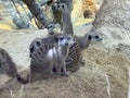 The meerkat Suricata suricatta, Suricate, Das ErdmÃÂ¤nnchen, Surikate, Scharrtier, il suricato or Merkat - The Zoo ZÃÂ¼rich