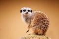 Meerkat or Suricata suricatta Royalty Free Stock Photo