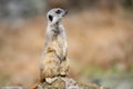 The meerkat, Suricata suricatta or suricate is a small carnivoran in the mongoose family. It is the only member of the genus Royalty Free Stock Photo