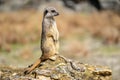 The meerkat, Suricata suricatta or suricate is a small carnivoran in the mongoose family. It is the only member of the genus Royalty Free Stock Photo