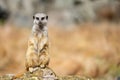 The meerkat, Suricata suricatta or suricate is a small carnivoran in the mongoose family. It is the only member of the genus Royalty Free Stock Photo