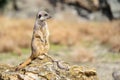 The meerkat, Suricata suricatta or suricate is a small carnivoran in the mongoose family. It is the only member of the genus Royalty Free Stock Photo