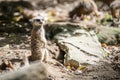 The meerkat, Suricata suricatta or suricate is a small carnivoran in the mongoose family. It is the only member of the genus Royalty Free Stock Photo