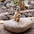 The meerkat Suricata suricatta or suricate is a small mongoose Royalty Free Stock Photo