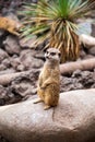 The meerkat Suricata suricatta or suricate is a small mongoose Royalty Free Stock Photo