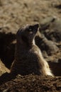 The meerkat (Suricata suricatta) or suricate Royalty Free Stock Photo