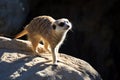 Meerkat (Suricata suricatta) or suricate, is a small mongoose found in southern Africa