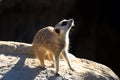 Meerkat (Suricata suricatta) or suricate, is a small mongoose found in southern Africa