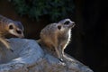 Meerkat (Suricata suricatta) or suricate, is a small mongoose found in southern Africa Royalty Free Stock Photo