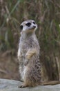 Meerkat, Suricata suricatta or suricate is a small mongoose Royalty Free Stock Photo