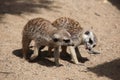 Meerkat (Suricata suricatta)