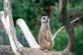 Meerkat watching for enemies